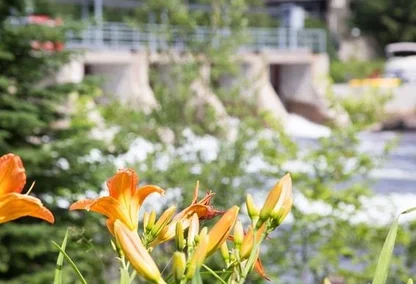 Flowers in a Baysville community